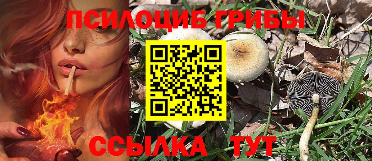 Заволжье  Псилоцибиновые грибы Cubensis  Вход с VPN 